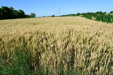 Altın buğday kulakları tarlada