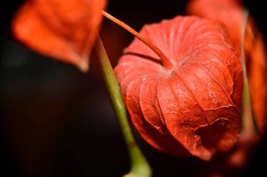 Koyu arkaplanda güzel çiçekler, yaz konsepti, yakın manzara  