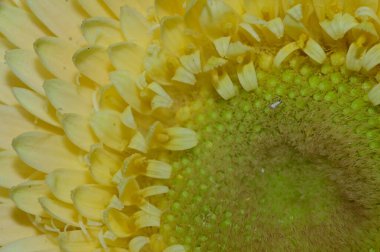 güzel gerbera bulanık arka plan, yaz konsepti, yakın görüş   