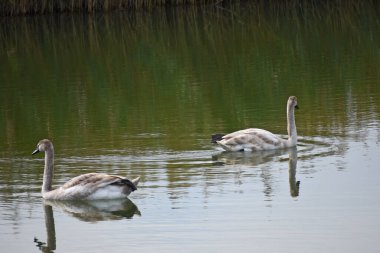 Güzel beyaz kuğular yaz günü göl yüzeyinde yüzerler. 