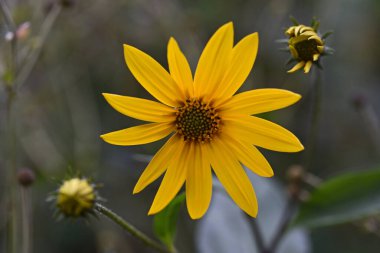 Güneşli yaz gününde bahçede yetişen güzel çiçekler. 