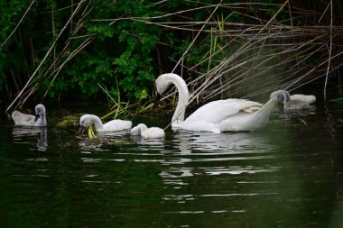 Güzel beyaz kuğular yaz günü göl yüzeyinde yüzerler. 