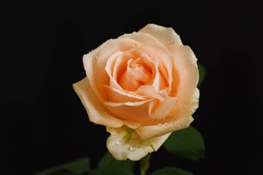 Kırılgan güller koyu arkaplanda çiçek açar