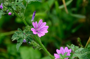 Dışarıda yetişen güzel çiçekler, yaz konsepti, yakın manzara.  