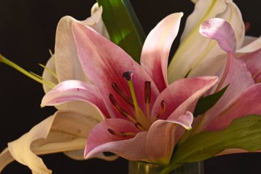 Koyu arkaplanda güzel zambaklar, yaz konsepti, yakın görüş  