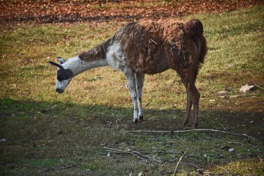 Çayırdaki şirin lama.