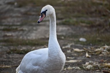 Yaz günü sahilde güzel şirin bir kuğu 