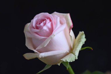 Koyu arkaplanda güzel bir gül çiçeği, yaz konsepti, yakın görüş  