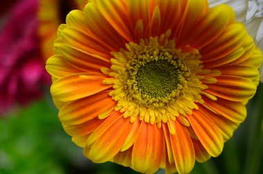 Güneşli yaz gününde bahçede yetişen güzel çiçekler. 