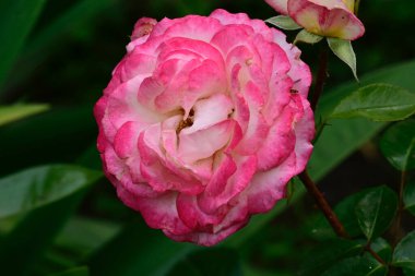 Güneşli yaz gününde bahçede yetişen güzel çiçekler. 