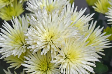 İnanılmaz çiçeklerin açtığı yere yakın.