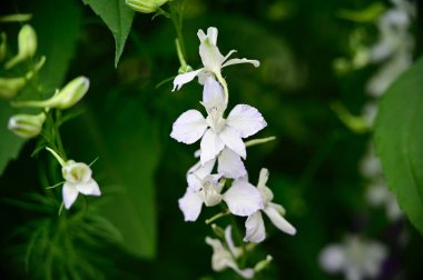 Güneşli yaz gününde bahçede yetişen güzel çiçekler. 