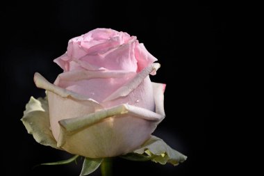 Koyu arkaplanda güzel bir gül çiçeği, yaz konsepti, yakın görüş  