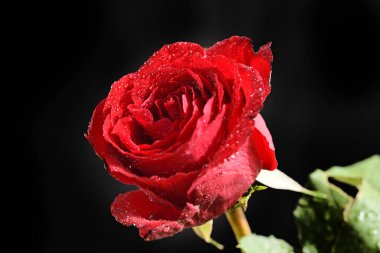 Güneşli yaz gününde bahçede büyüyen güzel bir gül. 