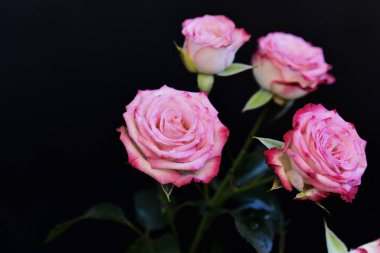 Koyu arkaplanda güzel çiçekler, yaz konsepti, yakın manzara  