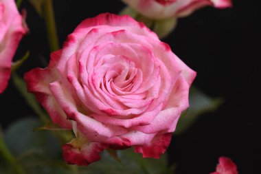 Kırılgan güller koyu arkaplanda çiçek açar