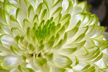 İnanılmaz çiçeklerin açtığı yere yakın.