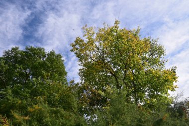 Mavi arkaplanda yeşil yapraklı ağaç dalları