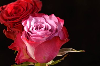 Koyu arkaplanda güzel çiçekler, yaz konsepti, yakın manzara  