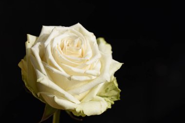 Güneşli yaz gününde bahçede büyüyen güzel bir gül. 