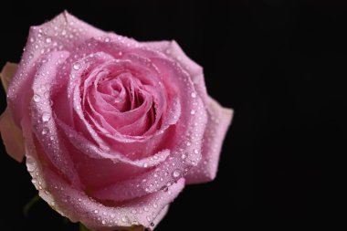 Güneşli yaz gününde bahçede büyüyen güzel bir gül. 