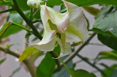 İnanılmaz çiçeklerin açtığı yere yakın.