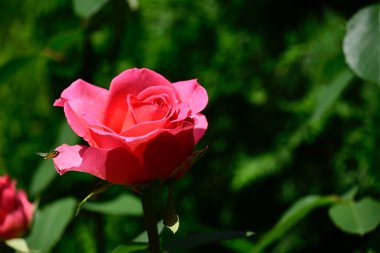 Güneşli yaz gününde bahçede büyüyen güzel bir gül. 