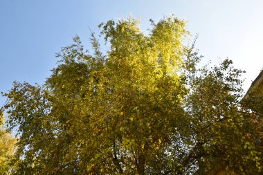 Mavi arkaplanda yeşil yapraklı ağaç dalları