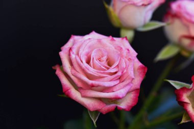 Koyu arkaplanda güzel çiçekler, yaz konsepti, yakın manzara  