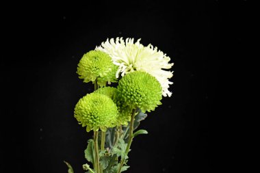 Koyu arkaplanda güzel çiçekler, yaz konsepti, yakın manzara  