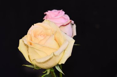 Koyu arkaplanda güzel güller, yaz konsepti, yakın manzara  