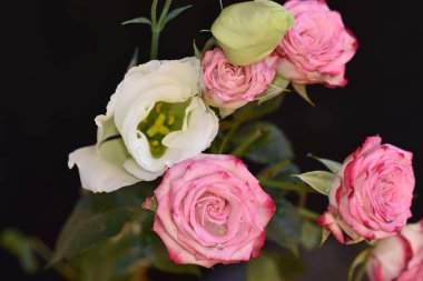 Koyu arkaplanda güzel çiçekler, yaz konsepti, yakın manzara  