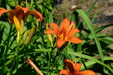 Güneşli yaz gününde bahçede yetişen güzel zambaklar. 