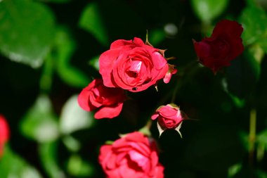 Koyu arkaplanda güzel güller, yaz konsepti, yakın manzara  