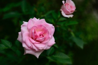 Güneşli yaz gününde bahçede büyüyen güzel güller. 