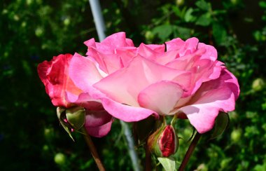 Koyu arkaplanda güzel güller, yaz konsepti, yakın manzara  