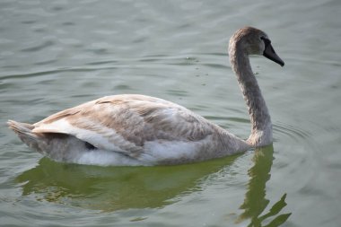 Güzel beyaz kuğu yaz günü göl yüzeyinde yüzüyor. 
