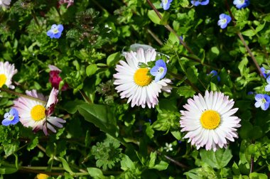 Bahçedeki güzel çiçekler