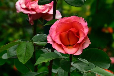 Güneşli yaz gününde bahçede büyüyen güzel güller. 