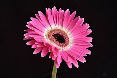 Güzel Gerbera koyu arkaplan, yaz konsepti, yakın görüş  