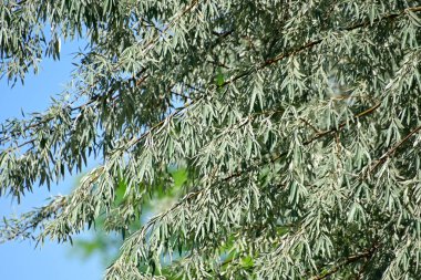 Mavi arkaplanda yeşil yapraklı ağaç dalları