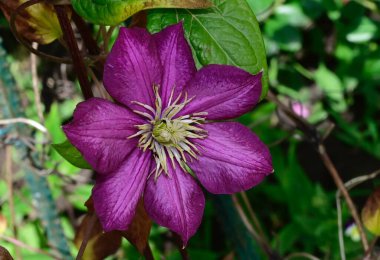 Güneşli yaz gününde bahçede büyüyen güzel Clematis. 