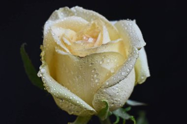 Koyu arkaplanda güzel bir gül çiçeği, yaz konsepti, yakın görüş  