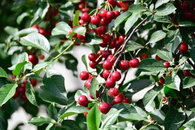 Olgun kirazlı ağaç açık havada büyüyor, yaz konsepti, yakın görüş  