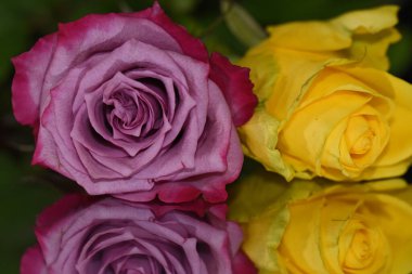 Koyu arkaplanda yansıması olan güzel gül çiçekleri, yaz konsepti, yakın görüş  