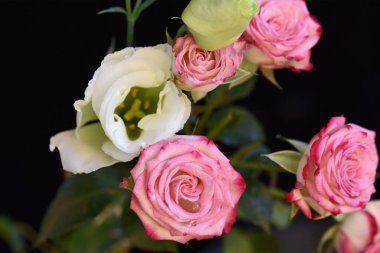 Koyu arkaplanda güzel çiçekler, yaz konsepti, yakın manzara  