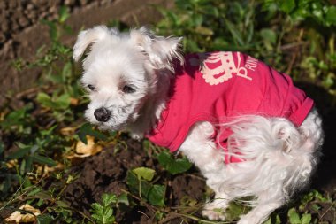 Tatlı köpek yaz günü dışarıda eğleniyor.