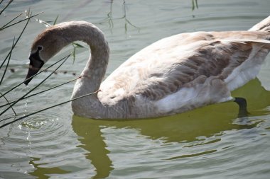 Güzel beyaz kuğu yaz günü göl yüzeyinde yüzüyor. 