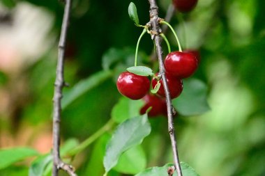Olgun kirazlı ağaç açık havada büyüyor, yaz konsepti, yakın görüş  