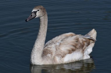 Güzel beyaz kuğu yaz günü göl yüzeyinde yüzüyor. 
